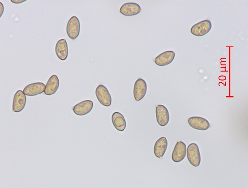Inocybe squarrosa - 