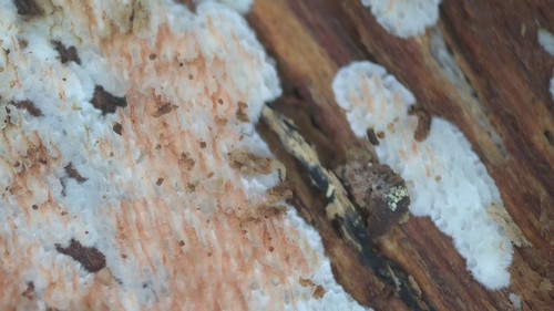 Physisporinus sanguinolentus - 