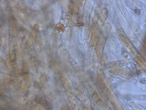 Leccinum leucopodium - 