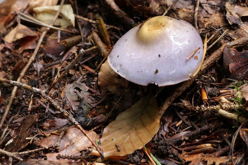 Cortinarius salor - 