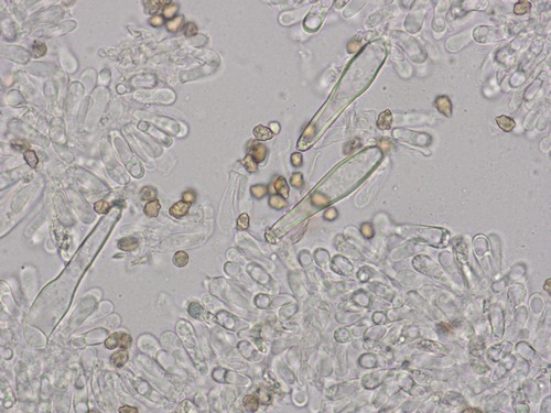 Inocybe petiginosa - 