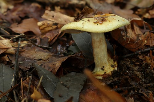 Cortinarius sublilacinopes - 