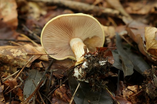 Cortinarius sublilacinopes - 