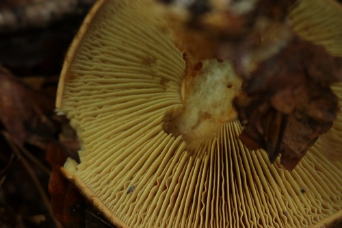 Cortinarius odorifer - 