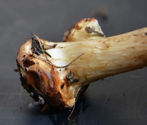 Cortinarius sublilacinopes - Kalilaugenreaktion 10% - 