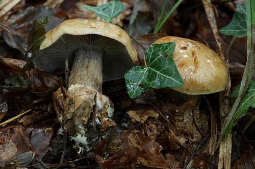 Cortinarius glaucopus - 