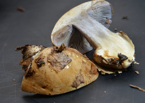 Cortinarius glaucopus - 