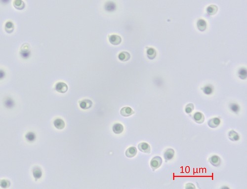 Callistosporium luteo-olivaceum f. minor - 