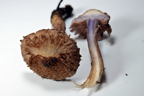 Inocybe cincinnata var. major - 
