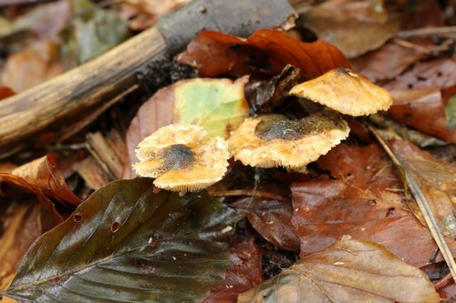Lepiota grangei - 