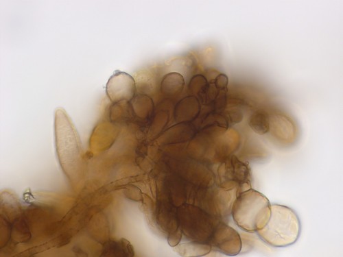 Inocybe cincinnata var. major - 