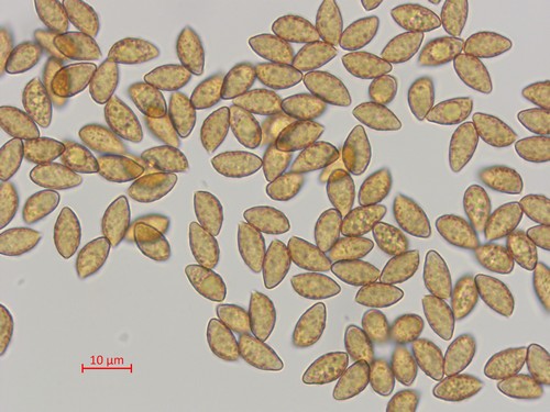 Cortinarius nymphicolor - 