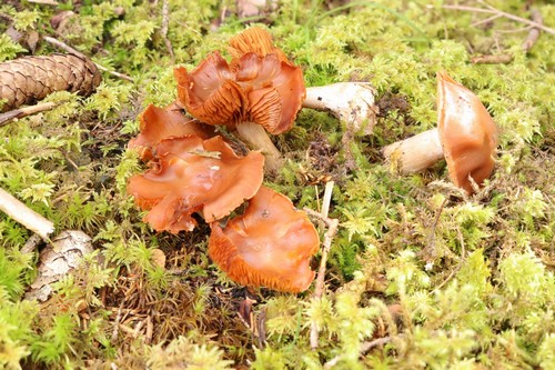 Cortinarius armeniacus - 
