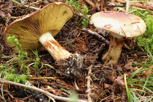 Cortinarius cupreorufus - 