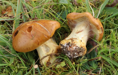 Cortinarius fulminoides - 