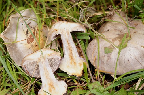 Cortinarius caesiocanescens - 