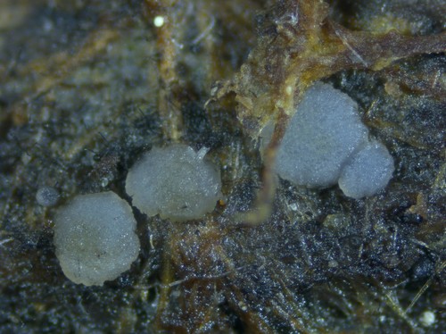 Strossmayeria basitricha - 