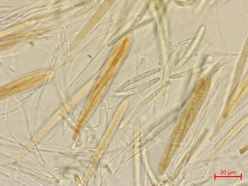 Strossmayeria basitricha - 