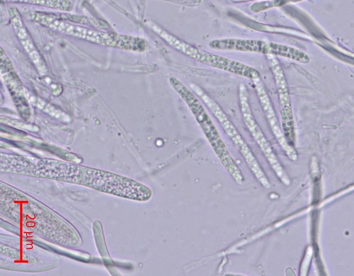 Strossmayeria basitricha - 