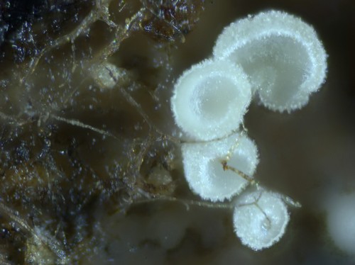 Psilocistella conicola - 