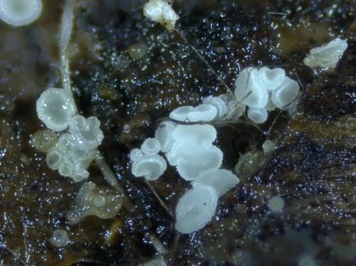 Psilocistella conicola - 