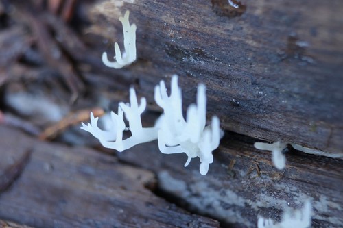 Lentaria subcaulescens - 