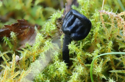 Trichoglossum hirsutum - 