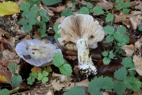 Cortinarius terpsichores - 