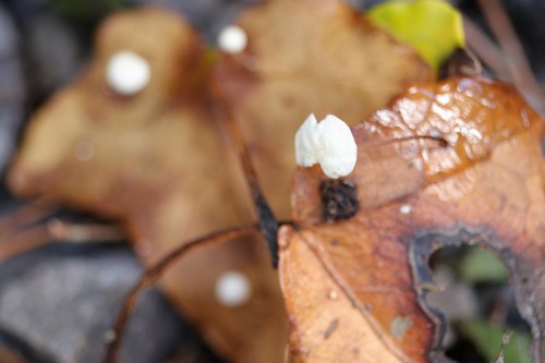 Marasmius epiphylloides - 