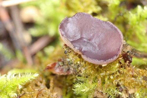 Peziza violacea - 