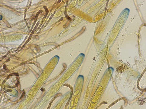 Peziza violacea - 