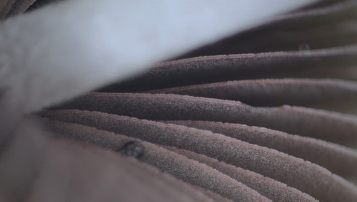 Psathyrella microrhiza - 