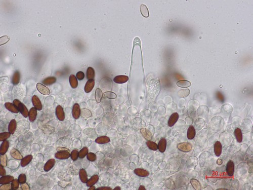 Psathyrella microrhiza - 