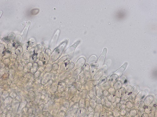 Psathyrella microrhiza - 