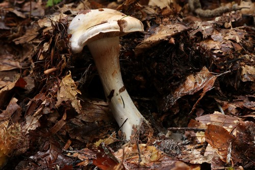 Cortinarius alboviolaceus - 