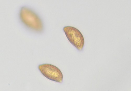 Cortinarius corrosus - 