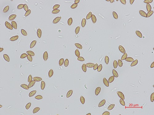 Cortinarius corrosus - 