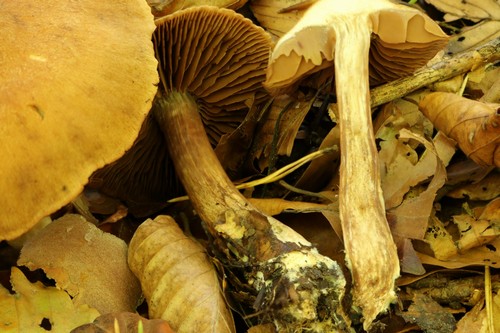 Cortinarius phaeosmus - 