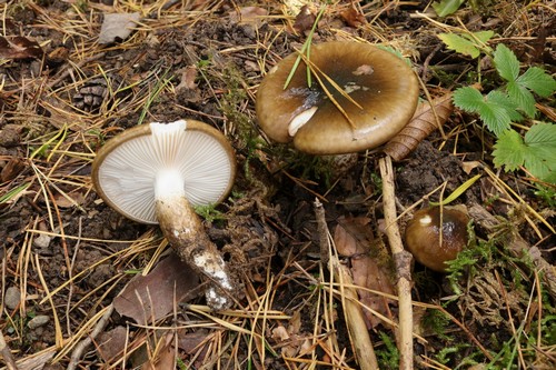 Hygrophorus latitabundus - 
