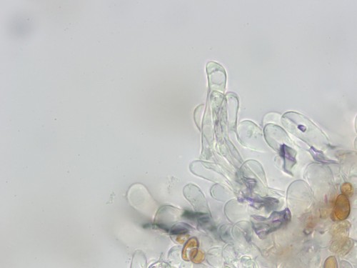 Cortinarius glaucescens var. glaucescens - Lamellenschneide - 