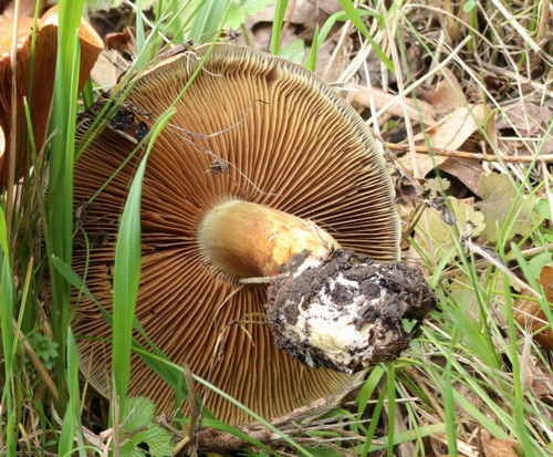 Cortinarius glaucescens var. glaucescens - 