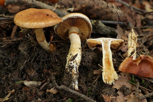 Cortinarius vulpinus - 