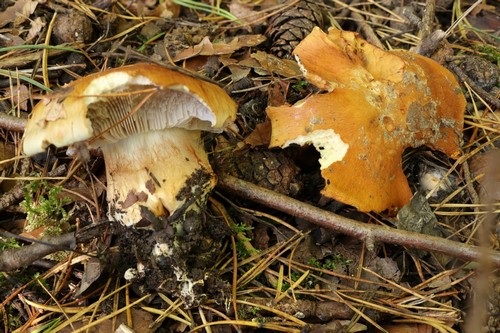 Cortinarius variiformis - 