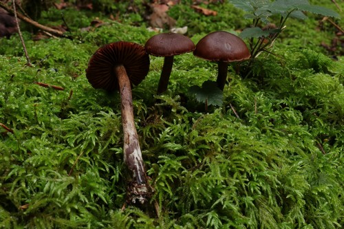 Cortinarius brunneus - 