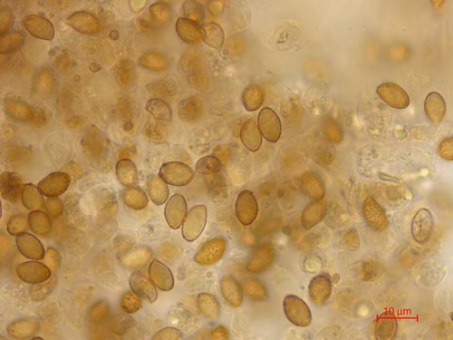 Cortinarius brunneus - 