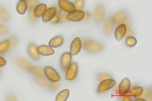 Cortinarius variiformis - Spore/n - Wasser  - 