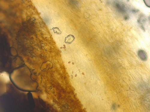 Cortinarius variiformis - HDS - 