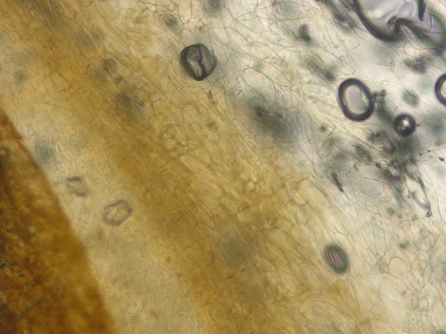 Cortinarius variiformis - 