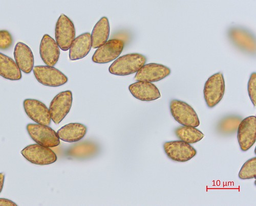 Cortinarius glaucescens var. glaucescens - 