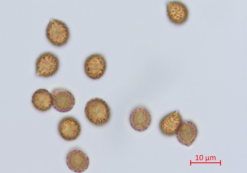 Cortinarius delibutus - 